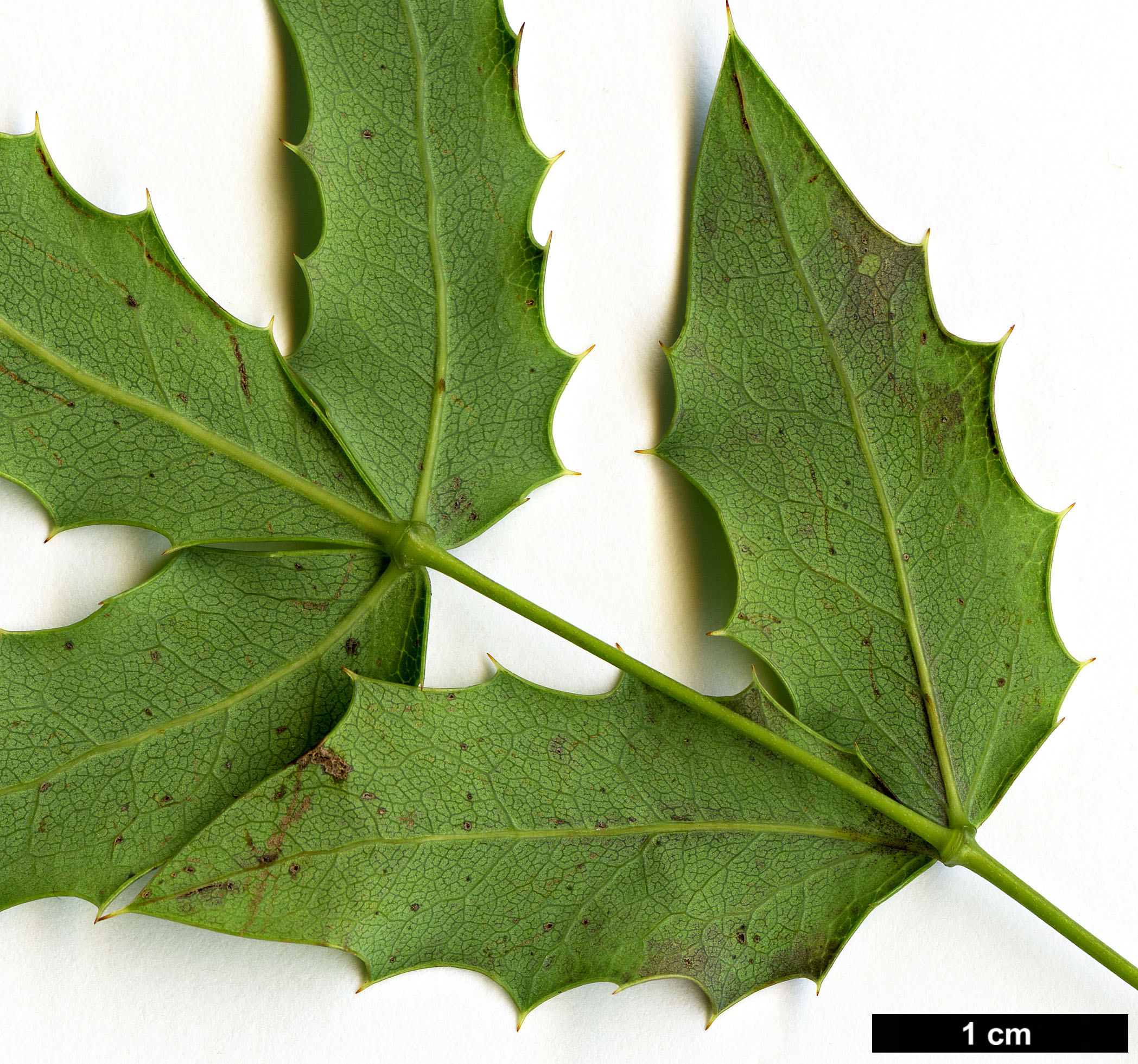 High resolution image: Family: Berberidaceae - Genus: Mahonia - Taxon: trifoliolata × M.swaseyi